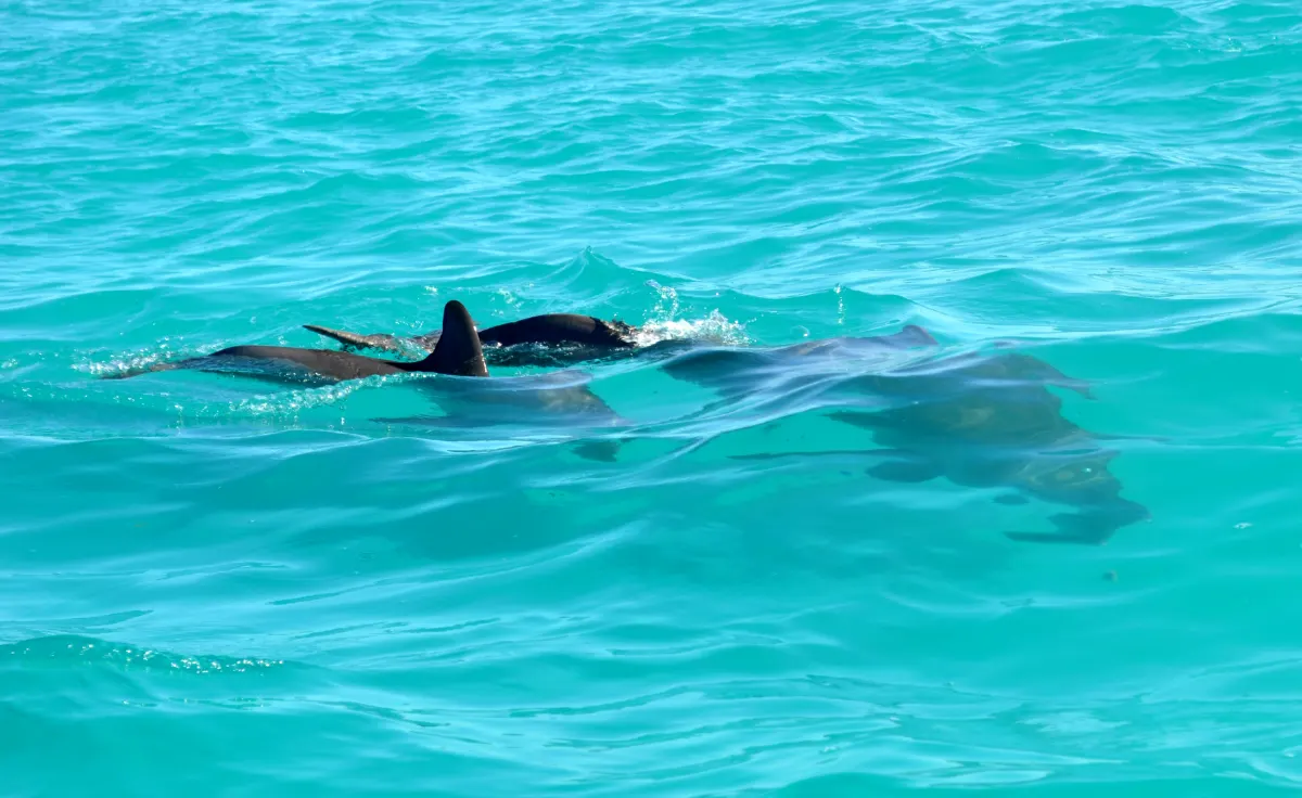Wild bottlenose dolphins surfacing in clear turquoise water near Key West