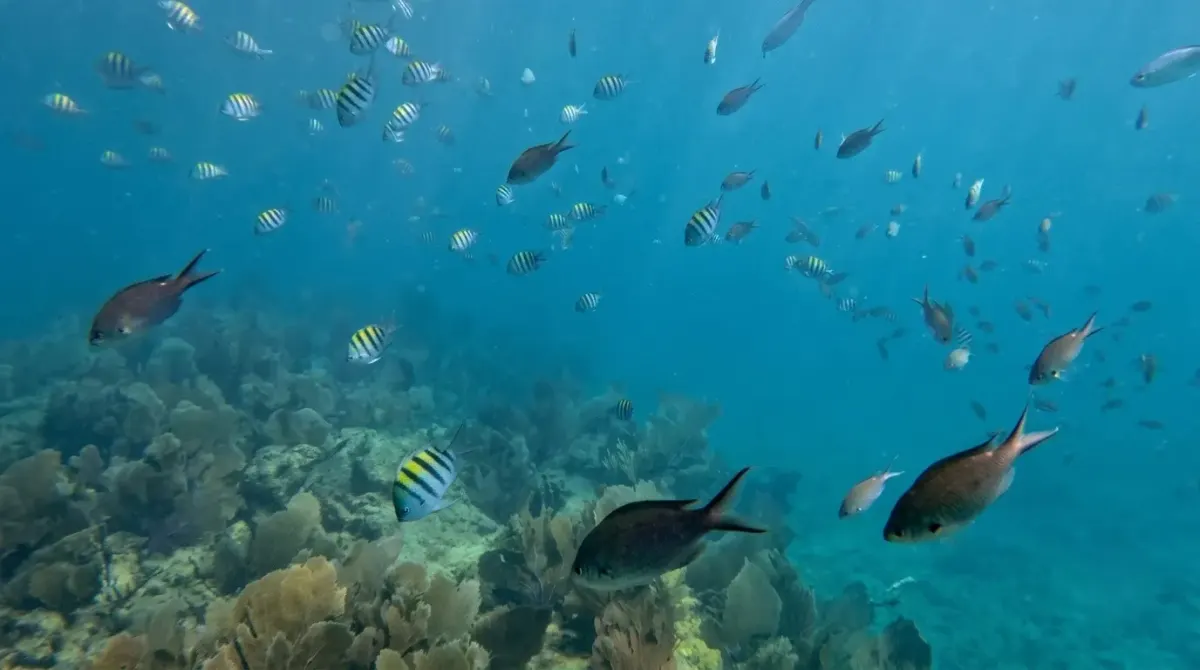 Colorful fish swimming over the coral reef off Key West
